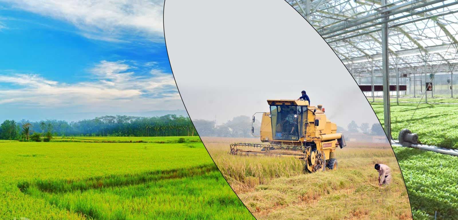 CORPORATE FARMING